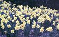 Daffodil / Narcissus pseudonarcissus 
